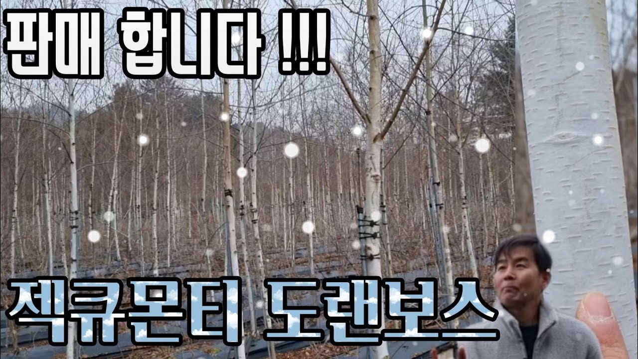 [홍기]R4~R6 A급 자작나무 젝큐몬티 도랜보스 판매 합니다