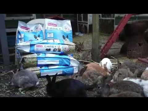 Gezonde brokken voor de halfwilde konijntjes bij De Wildebrasjes Gezonde brokken voor de halfwilde konijntjes bij De Wildebrasjes