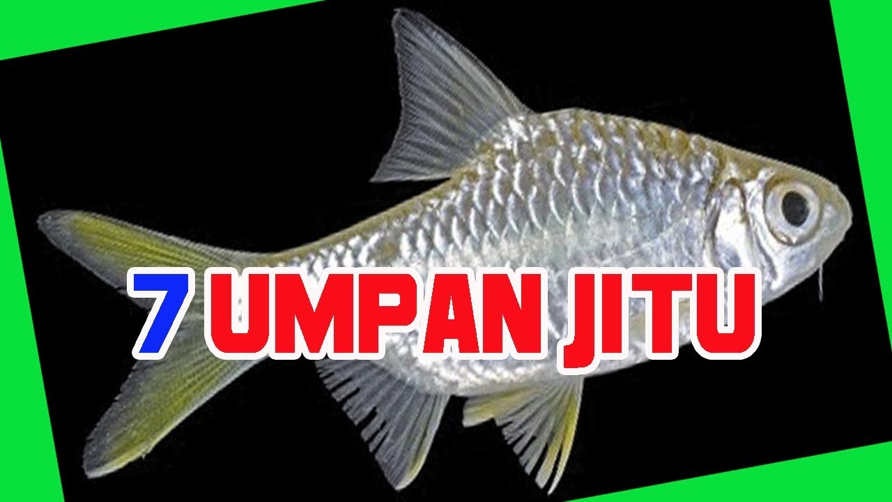 7 Umpan ikan wader, balar, kepek atau genggehek paling jitu, spot ikan genggehek dan teknik mancing