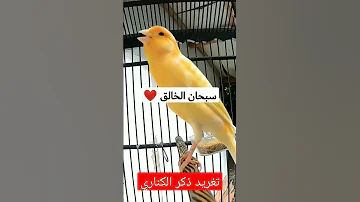 تغريد الكناري الأصفر 