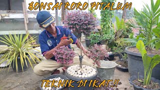 CARA MEMBUAT BONSAI RORO PITALUM !! PART 1