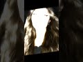 صادتني ام عيون السـود صادتني ام عيون السـود