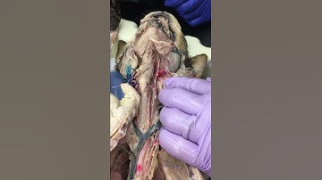 Cat Arteries A&P II Steinke (blue) (click HD)