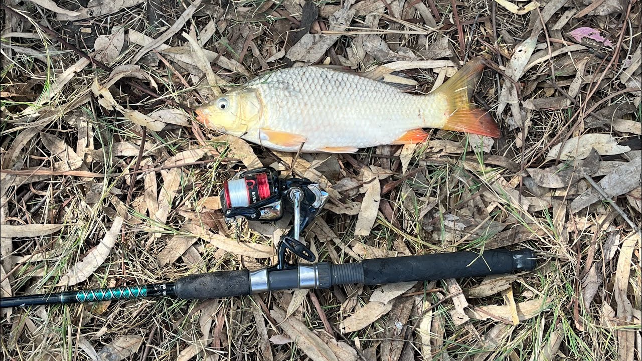 Can you catch a fish at the Nindigully Pub