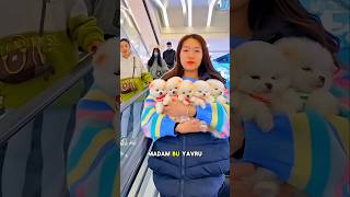 🐕💔Sevimli yavru köpek çılgınlığı – Herkes bir tane aldı, kalbim kırıldı🤯😍!! #shorts