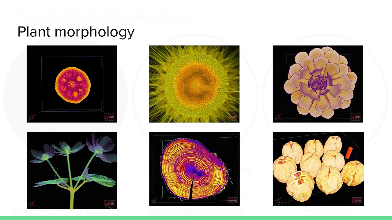 Topological Data Analysis (TDA) for Quantifying Plant Morphology
