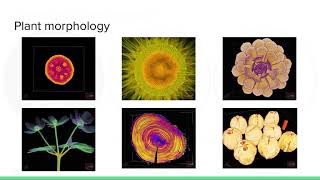 Topological Data Analysis (TDA) for Quantifying Plant Morphology