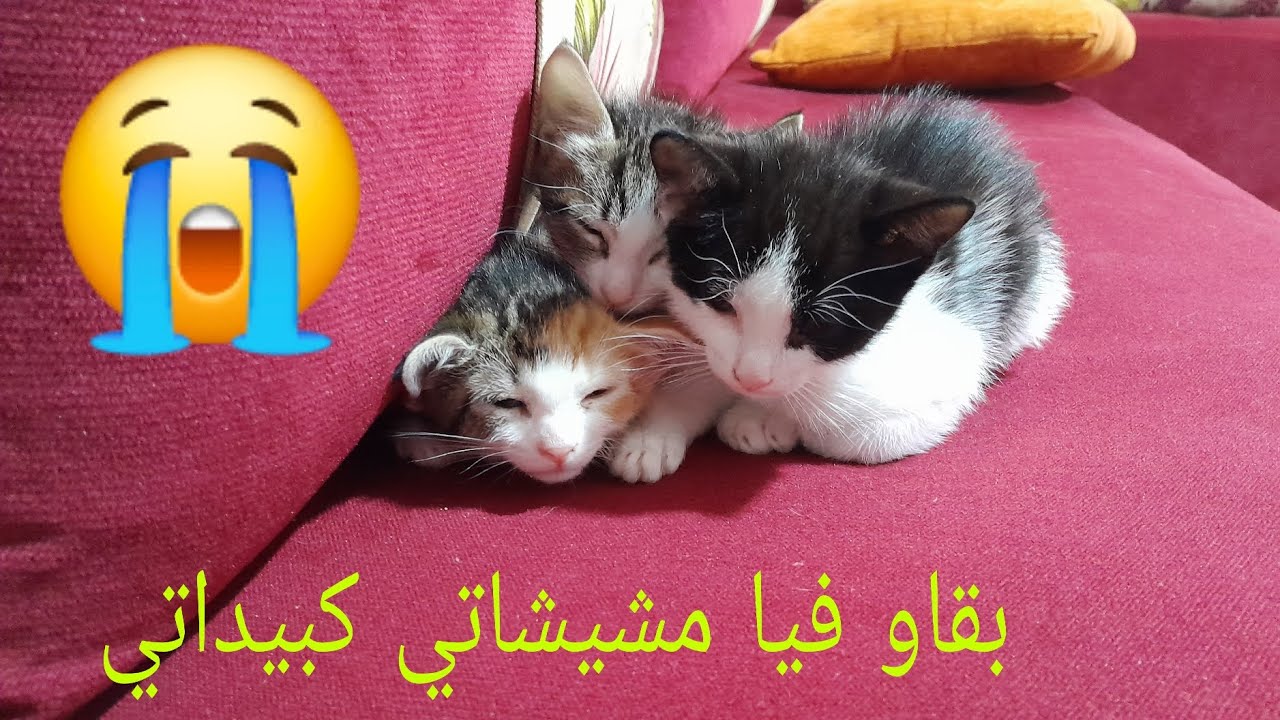 وداع مؤلم 😭 المشيشات لي كبروا قدام عيني خرجو من الدار🥹