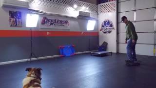 Wheel Reactive St. Bernard | Best Dog Training in Virginia | Fredericksburg, Richmond