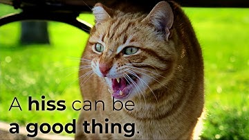 DrupalCon Seattle 2019: Getting an angry wet cat to purr