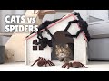 Cats vs spiders  kittisaurus