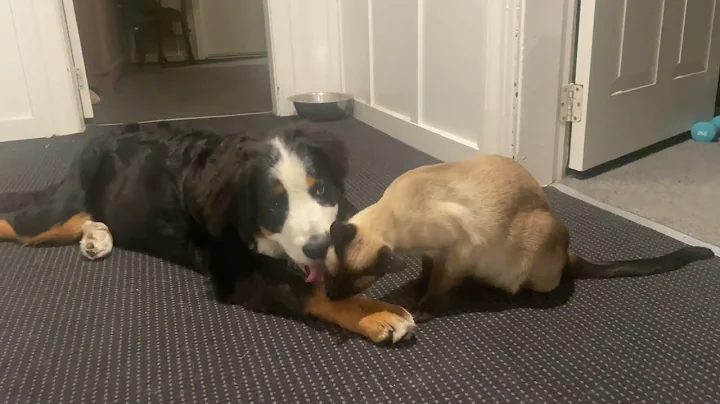Watch the video about Our Bernese Mountain Dog loves her Siamese sister