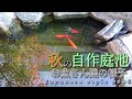 冬も近づく秋の庭池の様子とお魚さん達【2021年　秋】Japanese style pond