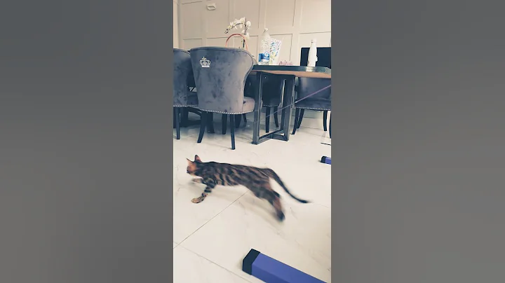 Video 11364441: bengal cat kitten, bengal kitten jumping, bengal kittens playing