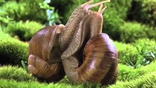 Snails in Love - Music by Dennis Schwachhofer