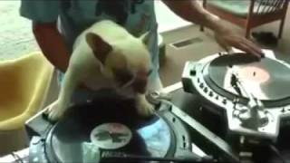 My dog performance DJ