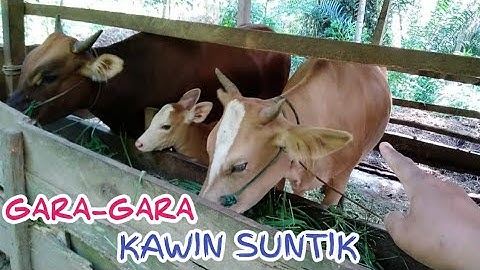 PERSILANGAN SAPI BALI DAN SIMENTAL