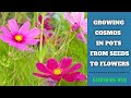 Growing cosmos from seeds in containers with results ~ Growing Cosmos from seed to flowers