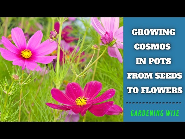 Growing cosmos from seeds in containers with results ~ Growing Cosmos from  seed to flowers - thptnganamst.edu.vn