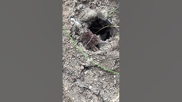 Feeding A Wild Tarantula!