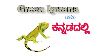 Green iguana care in kannada