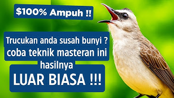 Pancingan trucukan gacor ngalas tarung ropel paling bagus untuk pancingan trucukan agar bunyi nyaut