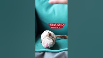 Best Toys for Indoor Cats | GiGwi