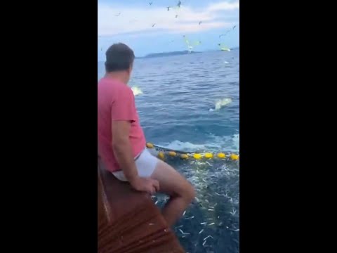 Fisherman risks it all to rescue dolphin in viral video