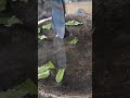 proses penyepuhan pisau sadap karet #blacksmith shorts#kerajinan #yutube #viral