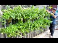 Perfect For People Who Don&#39;t Have A Garden, Here&#39;s How I Grow Celery On A Fence