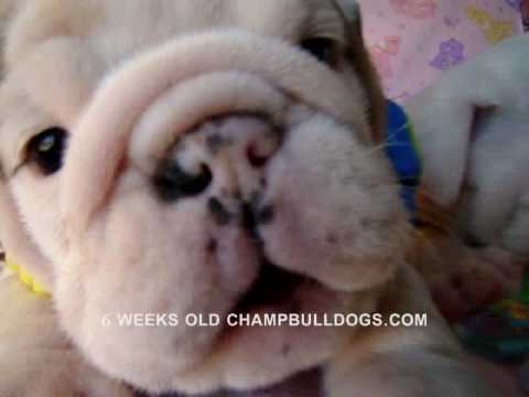 English Bulldog Price Chart