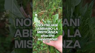 La misticanza 😋🌿🌼 #italianfood #benesserenaturale #foraging #erbespontanee #foragingtips #natura