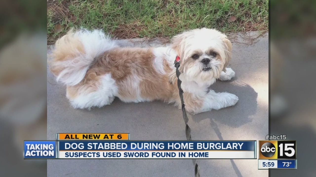 Dog stabbed during home burglary - YouTube