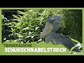 Tiergeräusche | Schuhschnabelstorch 🐦