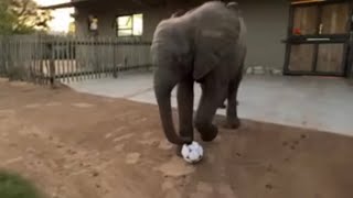 Watch Baby Elephant Khanyisa Playing Soccer with Her Carer, Willinton! LIVESTREAM