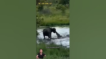 Trâu rừng bị cá sấu cắn trúng mũi nó gào lên thảm thiết. #shortvideo #shorts  #thegioidongvat.