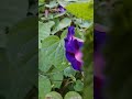 슬픈하늘#코니