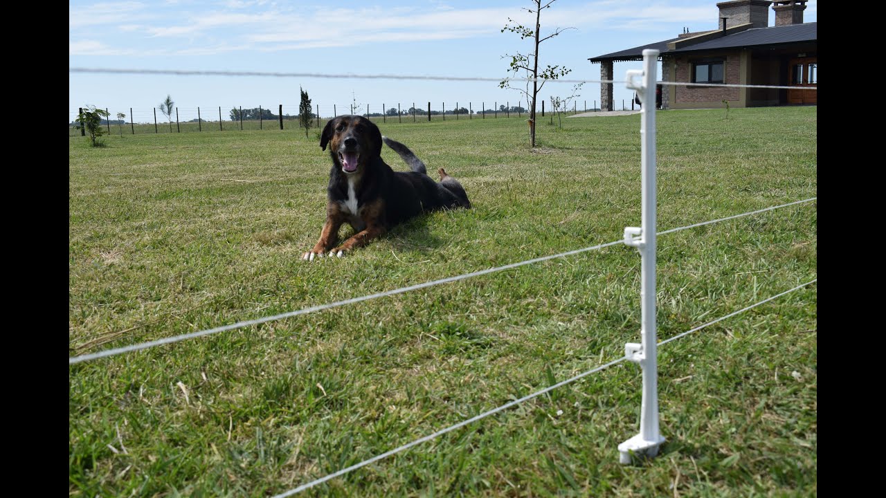 Cercado eléctrico para perros con pastor eléctrico