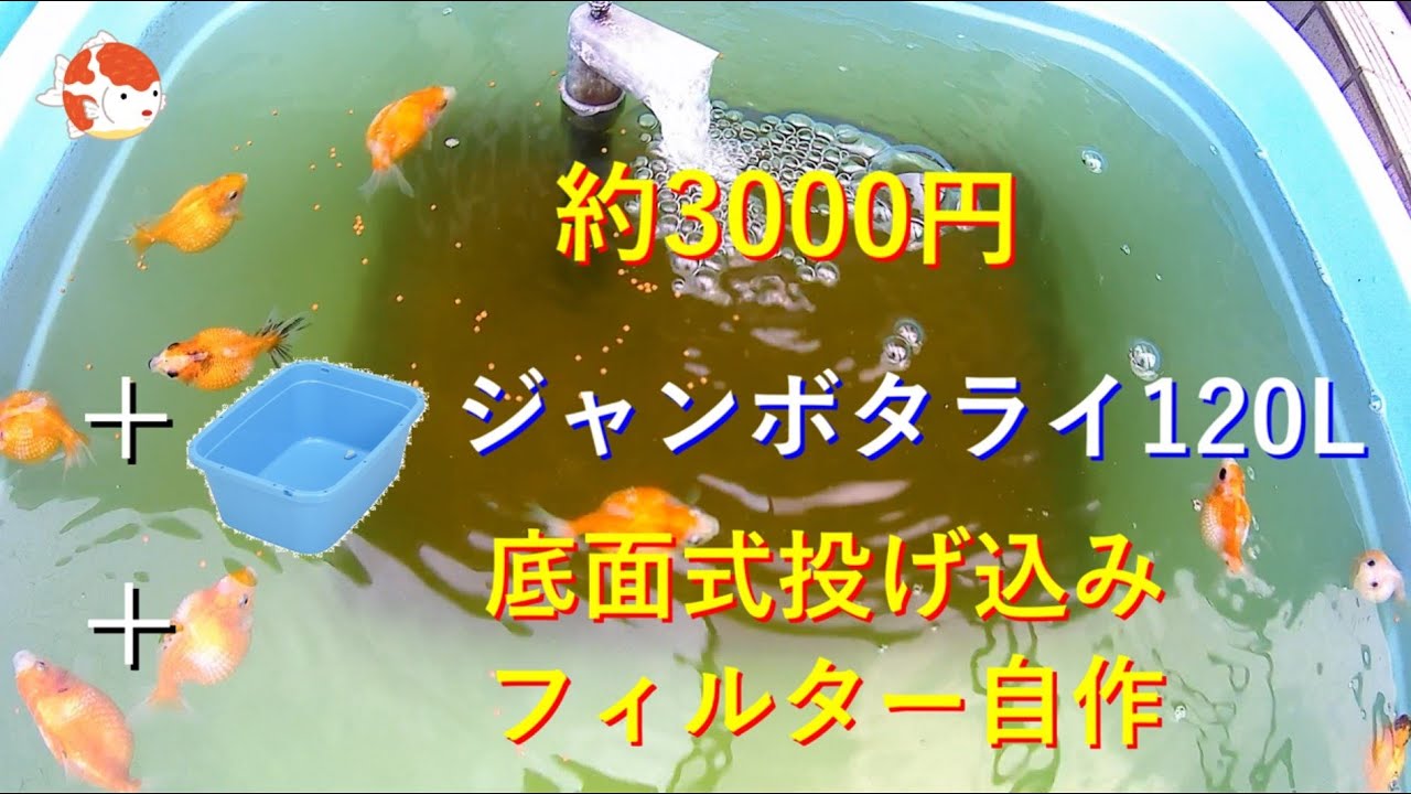 ピンポンパール外飼い 約３０００円でジャンボタライ１２０l Diy投げ込み底面フィルター Youtube