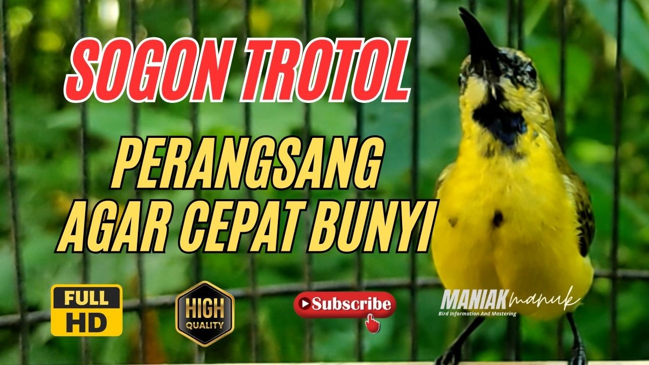 SOGON TROTOL GACOR NGLEPER PANCINGAN SOGON IJOAN AGAR BUNYI #67