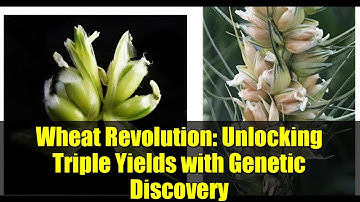 Wheat Revolution: Unlocking Triple Yields with Genetic Discovery