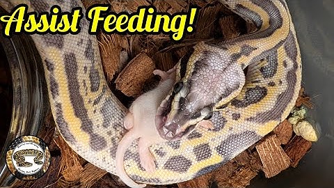 How To Assist Feed A Ball Python