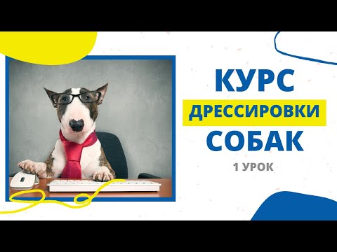 Видео: Ваша собака - городская собака?