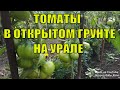 Самые урожайные сорта томатов. Обзор томатов в открытом грунте на Урале.
