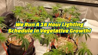 Vegetative Growth Update, Week 3! Under The 680w Alder Array From CanadianGardenSupply.com!