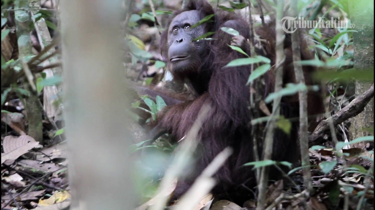 VIDEO Inilah Orangutan Pertama di Dunia Yang Berhasil 