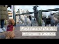 My first time at the zoo  toy poodle lotti