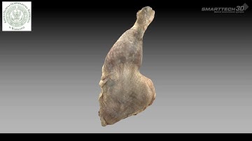 SMARTTECH3D - chicken leg digitalization