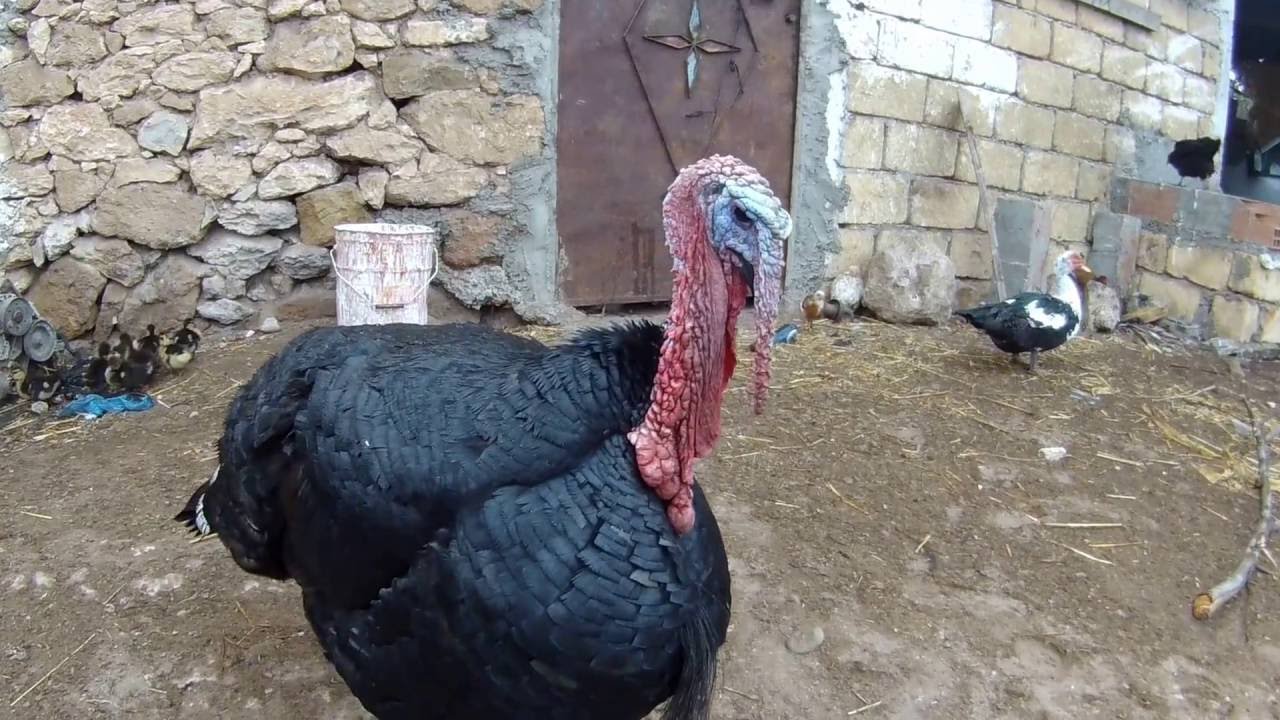 Turkey ديك رومي يصارع ويصيح بصوت جميل Youtube