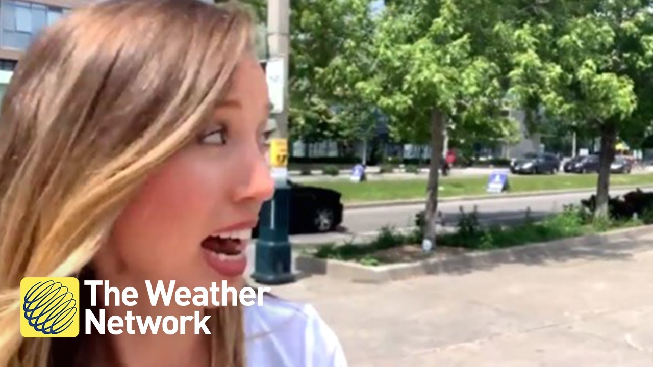 video phone beyonce mp3 Red-winged blackbird attacking everyone in Toronto, including our reporter